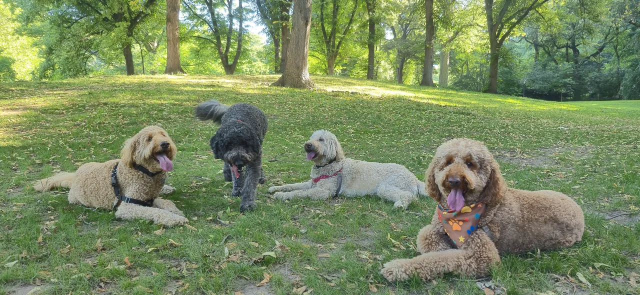 Dogs relaxing together on a park lawn