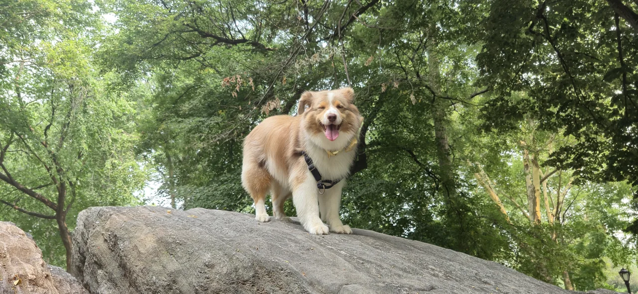 A dog standing on a rock in the park