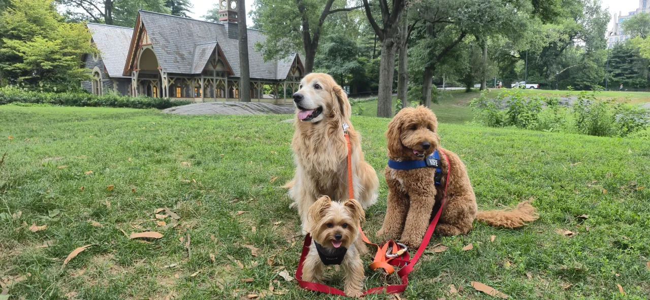 Dogs taking a break during a park walk