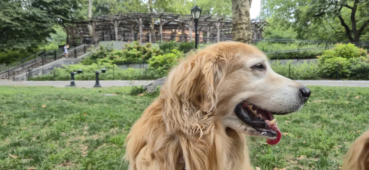 A dog enjoying a sunny day in the park