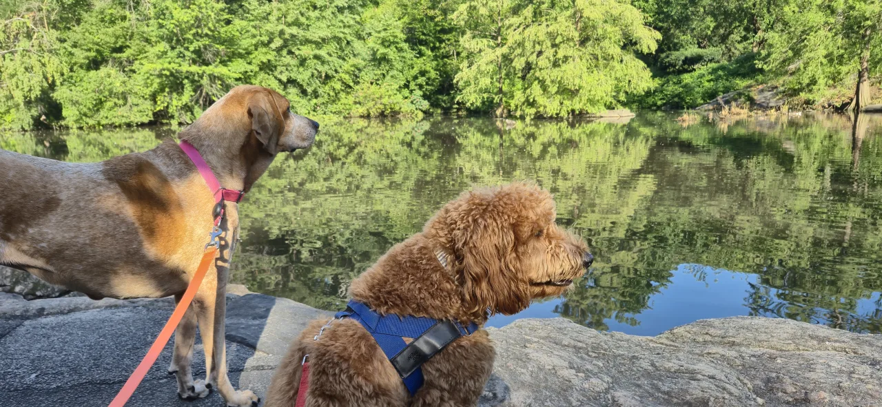 Dogs exploring beside a pond