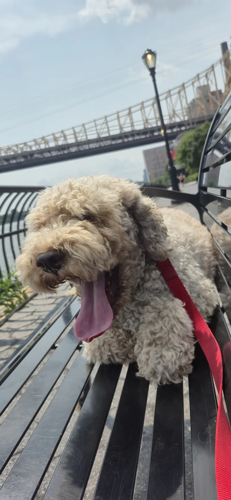 A dog resting on a waterfront bench