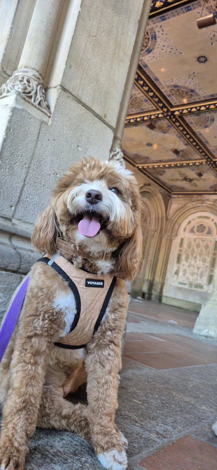 A dog on a walk beside a city building