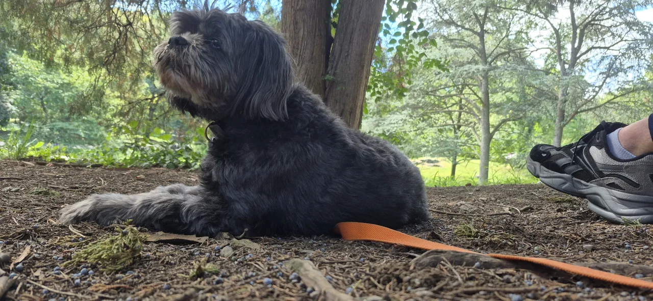 A dog relaxing in the shade at the park